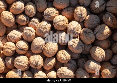 lots of fresh walnuts in garden Stock Photo