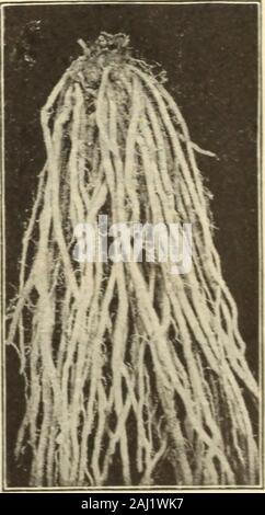 Johnson's garden & farm manual : 1913 . A substantially