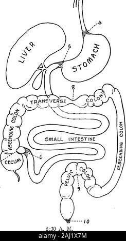 The itinerary of a breakfast : a popular account of the travels of a breakfast through the food tube and of the ten gates and several stations through which it passes, also of the obstacles which it sometimes meets . esidue of the day beforewill have reached the lower colon, so that theintestinal activity set up by the act of risingshould lead to a before-breakfast bowel move-ment. The breakfast intake should cause the dis-missal of the residue of the supper of the daybefore; or if the after-breakfast movementfails or is incomplete, the dinner intake shouldlead to a complete clearance of all t Stock Photo