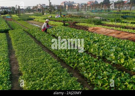 Organic vegetable gardens in Tra Que Village, Hoi An, Vietnam, Indochina, Southeast Asia, Asia Stock Photo