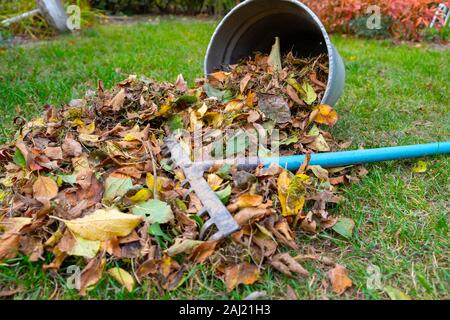 a heap of leaves swept together with a rake on a meadow in the garden. the leaves go into a bucket. Stock Photo
