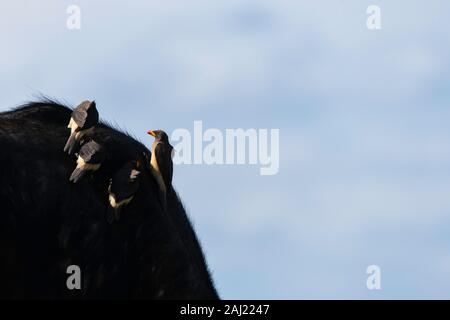 A group of Red-billed Oxpecker sitting on the back of a cape buffalo inside Masai Mara National Reserve during a wildlife safari Stock Photo
