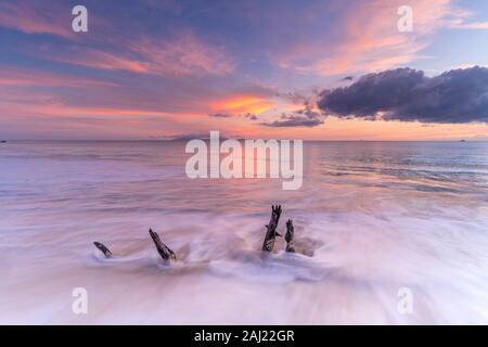 Waves crashing on tree trunks on sand beach at sunset, Antilles, Caribbean, Central America Stock Photo