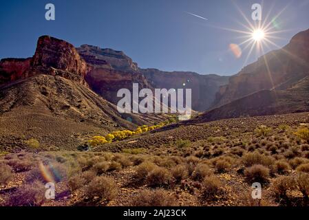 Bright Angel Canyon with bright yellow trees in the bottom of the canyon (Indian Gardens), Grand Canyon National Park, USA Stock Photo