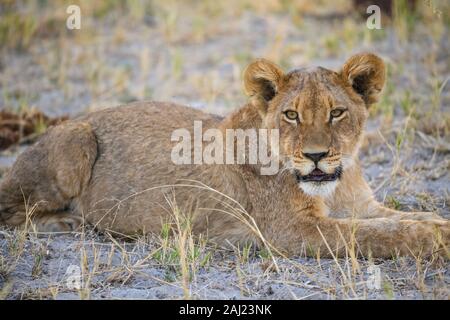 Young Lion cub (Panthera leo), about 6 months old, Khwai Private Reserve, Okavango Delta, Botswana, Africa Stock Photo