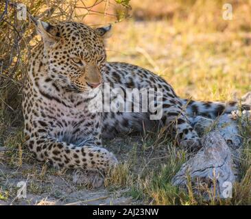Female Leopard (Panthera pardus), resting in the shade of a tree, Bushman Plains, Okavango Delta, Botswana, Africa