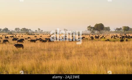 Herd of African buffalo (Cape Buffalo) (Syncerus caffer), Bushman Plains, Okavango Delta, Botswana, Africa Stock Photo