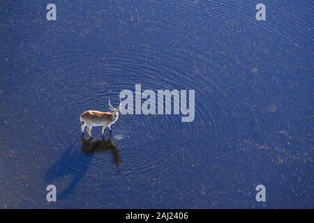 Aeiral view of Red Lechwe (Southern Lechwe) (Kobus leche) standing in water, Macatoo, Okavango Delta, Botswana, Africa Stock Photo