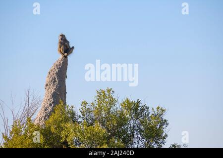 Chacma Baboon (Papio ursinus) on lookout duty sitting on a termite mound, Macatoo, Okavango Delta, Botswana, Africa Stock Photo