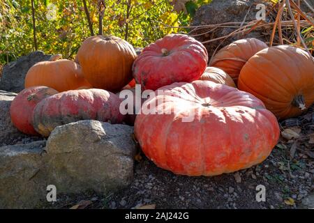 orange Pumpkin - it's Helloween time Stock Photo
