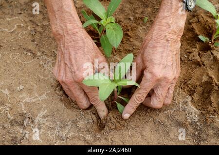 Close-up of Vietnamese farmer planting seedlings in Organic vegetable gardens in Tra Que Village, Hoi An, Vietnam, Indochina, Southeast Asia, Asia Stock Photo