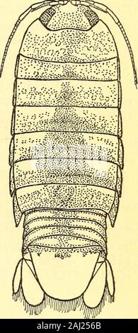 Marine isopods collected in the Philippines by the U.S fisheries steamer Albatross in 1907-08 . Seventh leg. X 7#.. Fig. 6—Cirolana eurta. X 4%. a Zoological collections of the Alert, 1884, p. 302, 304, pi. xxxm, fig. A. B.t&gt; Catalogue of the Stalk and Sessile-eyed Crustacea of New Zealand, 187G, p. 109, pi. m, fig. 3.55841°—10 2 8 MARINE ISOPODS FROM THE PHILIPPINE ISLANDS. Genus EURYDICE Leach.Eurydice orientalis Hansen. Eurydice orientalis Hansen, Vidensk. Selsk. Skr. (6), naturvidenskabelig og mathematisk Afd., v,3,1890, p. 369-370, pi. VI, fig. 2-2h. Locality: A large number of specime Stock Photo