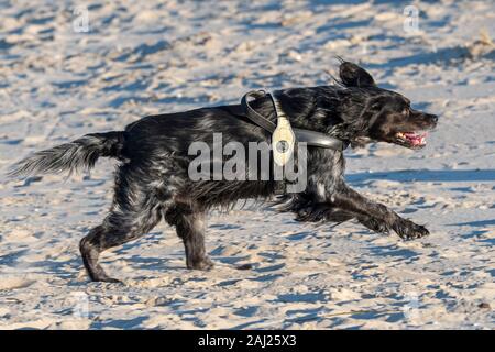 Unleashed black flat coated retriever x border collie mix wearing dog harness and running on sandy beach along the coast Stock Photo