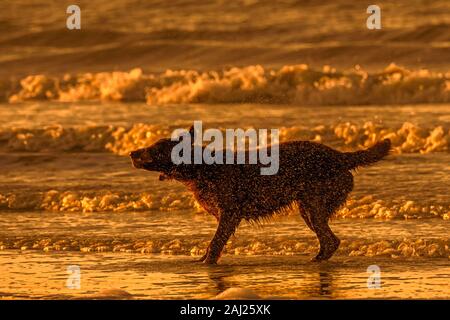 Unleashed dog on the beach shaking off water droplets from wet fur / coat after bathing / swimming in sea along the coast Stock Photo
