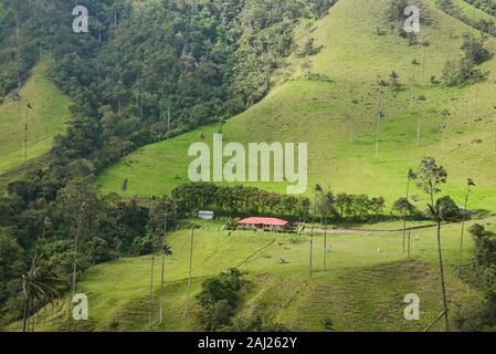 Wax palms (Ceroxylon quindiuense) in the green Cocora Valley, Salento, Colombia Stock Photo