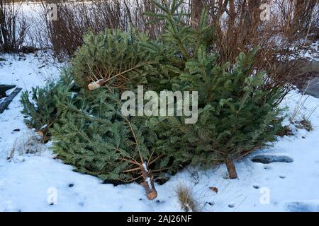 christmas tree end of life garbage Stock Photo