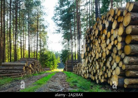 Stacked felled wooden logs piles. Forest road with summer sun shining through spruce trees. Forestry logging. Eco bark beetle calamity. Deforestation. Stock Photo