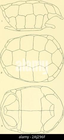 The Galapagos tortoises (Plate 15 Stock Photo - Alamy