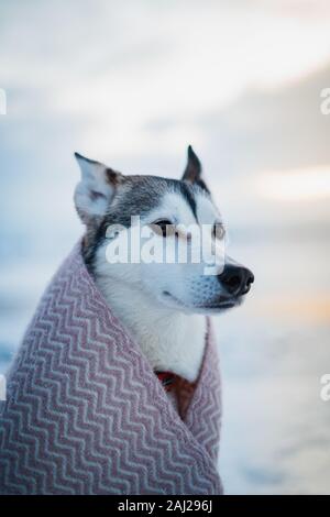 Beautiful outdoor husky dog covered in a blanket when winter. Best friend, winter time, cute female doggie. Dogs portrait in orange and teal tones