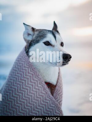 Beautiful outdoor husky dog covered in a blanket when winter. Best friend, winter time, cute female doggie. Dogs portrait in orange and teal tones Stock Photo