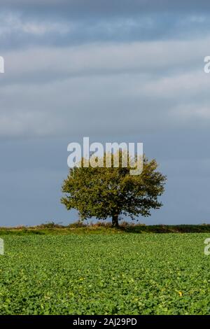 a single or lone tree at the edge of a fields standing in solitude against a backdrop of a cloudy autumnal sky. Stock Photo