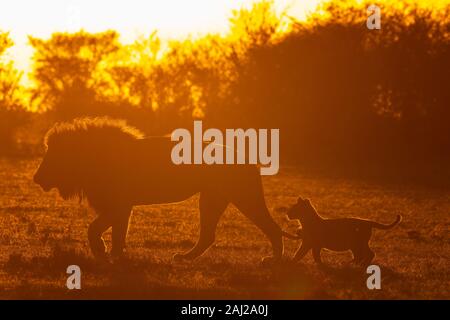 Lions belonging to double cross pride enjoying a fresh kill in the plains of Africa inside Masai Mara National Reserve during a wildlife safari Stock Photo