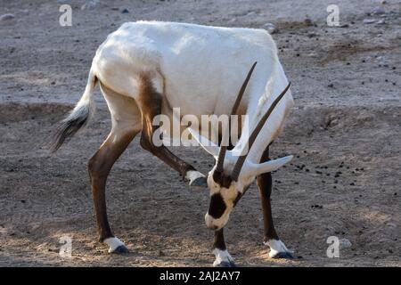 An arabian oryx (Oryx leucoryx)  critically endangered resident of the Arabian Gulf stands in the hot desert sand near a water hole in Al Ain, United Stock Photo