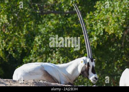 An arabian oryx (Oryx leucoryx)  critically endangered resident of the Arabian Gulf sits on a rock by a tree in the desert sand near a water hole in A Stock Photo