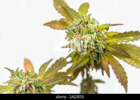 Flowering Cannabis Plant Isolated Up-Close On White Background Stock Photo