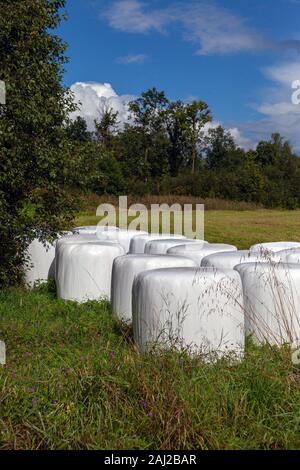 White hay rolls in rural landscape Stock Photo - Alamy