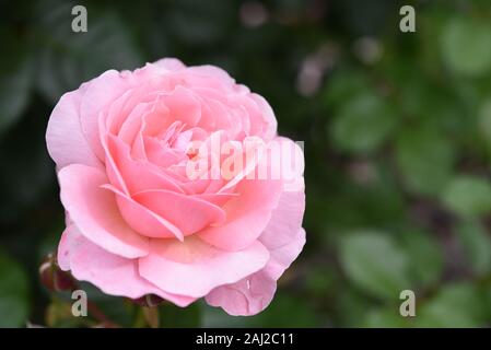 Beautiful flower head of Kordes light pink rose Flora Olomouc Kölner Flora in a garden with dark green background Stock Photo