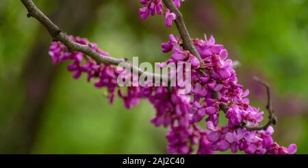 judas tree in blossom. purple flowers on the twigs. beautiful redbud background. Stock Photo