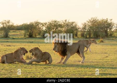 A male lion fighting with sub-adult lions of the pride to teach them a lesson during a. wildlife safari inside Masai Mara National Reserve Stock Photo