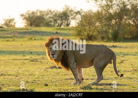 Lions belonging to double cross pride enjoying a fresh kill in the plains of Africa inside Masai Mara National Reserve during a wildlife safari Stock Photo