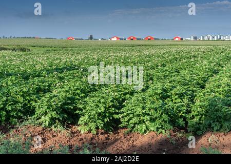 Flowering potatoes growing in a field in rural Prince Edward Island, Canada. Stock Photo