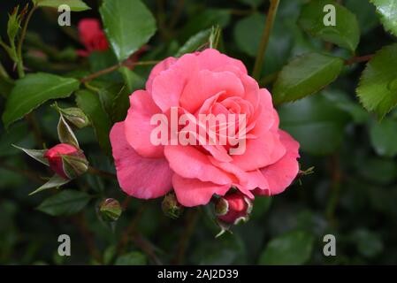 Beautiful flower head of Kordes pink rose Bad Birnbach with buds in a garden with dark green background Stock Photo