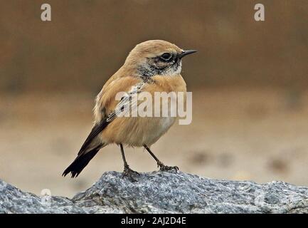 Desert Wheatear (Oenanthe deserti) first winter male perched on rock  Eccles-on-Sea, Norfolk, UK               Ist January 2020 Stock Photo