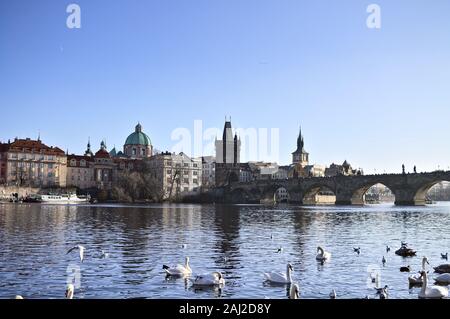 White swans on the Vltava river near Charles Bridge in Prague (Czech Republic, Europe) Stock Photo