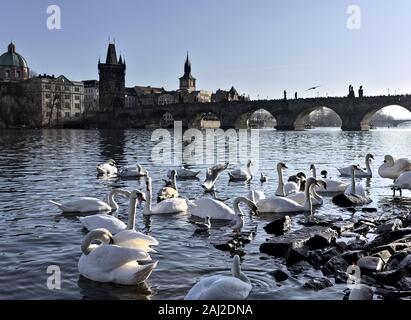 White swans on the Vltava river near Charles Bridge in Prague (Czech Republic, Europe) Stock Photo