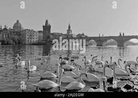 White swans on the Vltava river near Charles Bridge in Prague (Czech Republic, Europe) Stock Photo