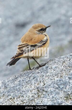 Desert Wheatear (Oenanthe deserti) first winter male perched on rock  Eccles-on-Sea, Norfolk, UK               Ist January 2020 Stock Photo