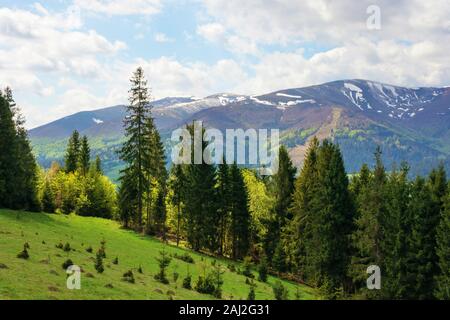 spruce forest on a grassy hill in mountains. springtime landscape in dappled light. tops of distant ridge with spots of snow. fresh air on windy weath Stock Photo