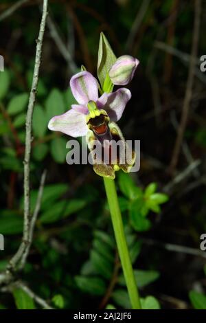 Ophrys tenthredinifera (sawfly orchid) is native to Mediterranean regions in open sunny or semi-shaded places on calcareous substrates. Stock Photo