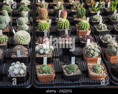 many cactus (Angiosperms Eudicots Caryophyllales Cactaceae) plants Stock Photo