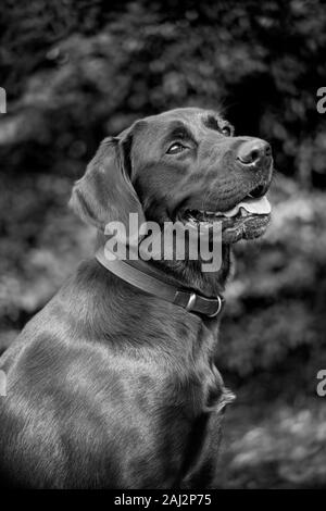 Against a dark, blurred, soft-focussed background, a mature Labrador appears to be all smiles as she looks up appealingly to her trainer for a reward. Stock Photo