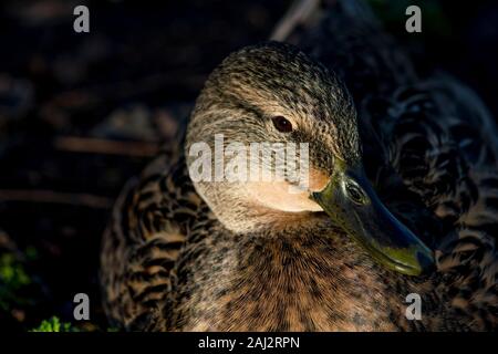 Mallard females laughing in the sun Stock Photo