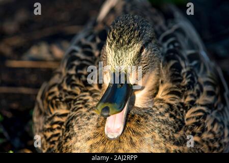 Mallard females laughing in the sun Stock Photo