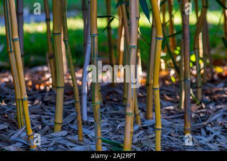 Bamboo in a garden from below Stock Photo