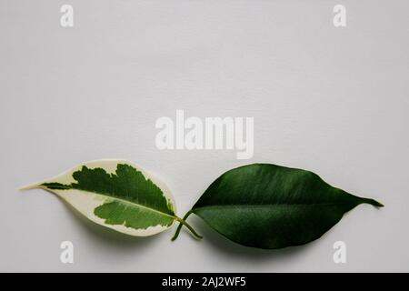 Two green leaves on white background. One leaf has white spots. Vitiligo skin problem symbol. Ficus benjamina Stock Photo