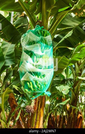 Banana tree with wrapped bananas at plantation Stock Photo